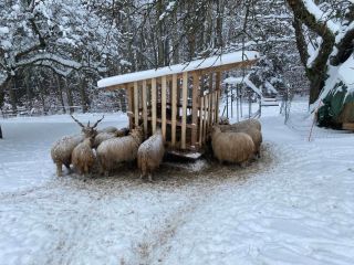 Ovce u krmelce před týdnem. #ovce #ovcecapova #racka