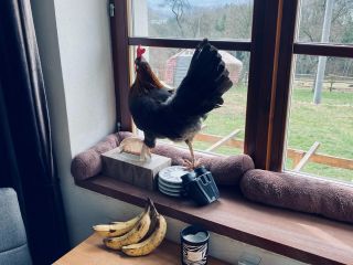 Naše slepice mají opravdu volný výběh. Právě probíhá kontrola nakládání s vajíčky přímo v kuchyni. :) #slepice #farma...