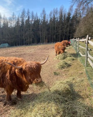 Není nad ručně sečené seno. Lahůdka. #hey #cow #highlandcattle