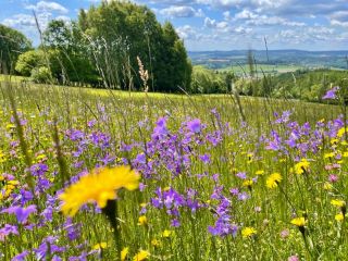 Naše rozkvetlé louky #louka #pastvina #farma #kvety #krajina