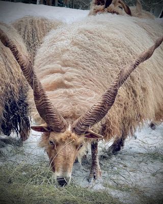 Kdo z vás má větší rohy… #rohy #horn #sheep #ovce #farma